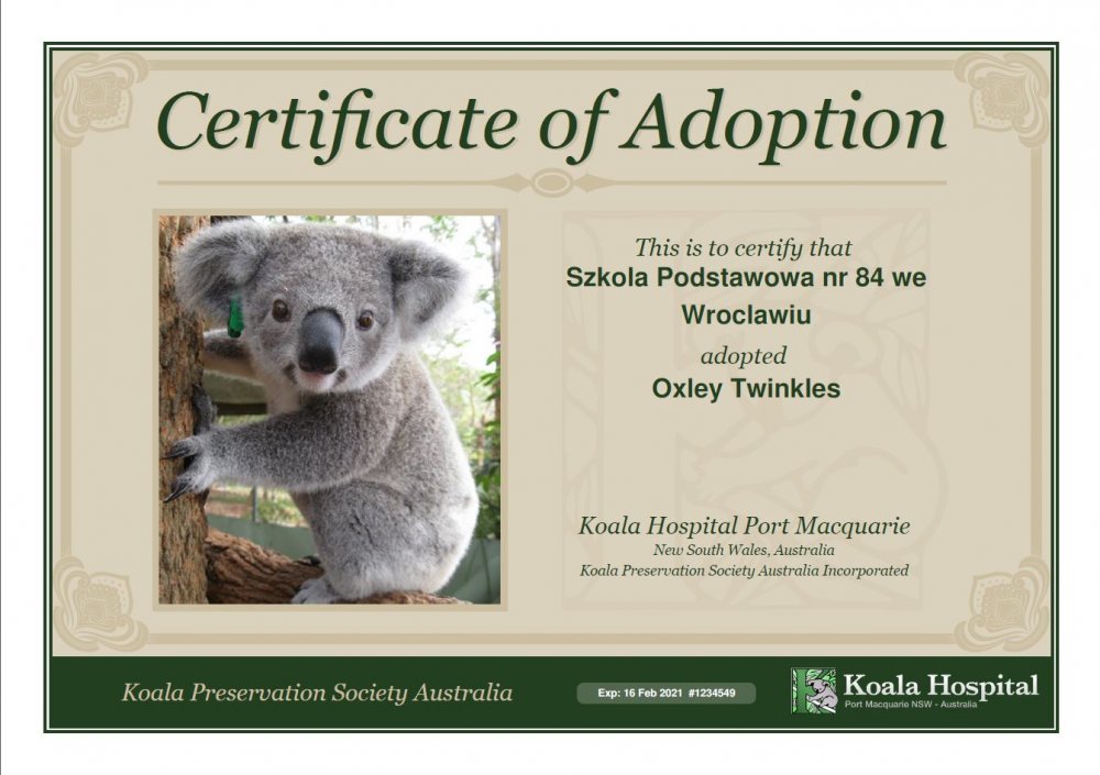 Adoptowane koale