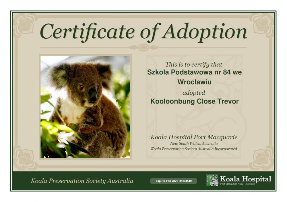 Adoptowane koale